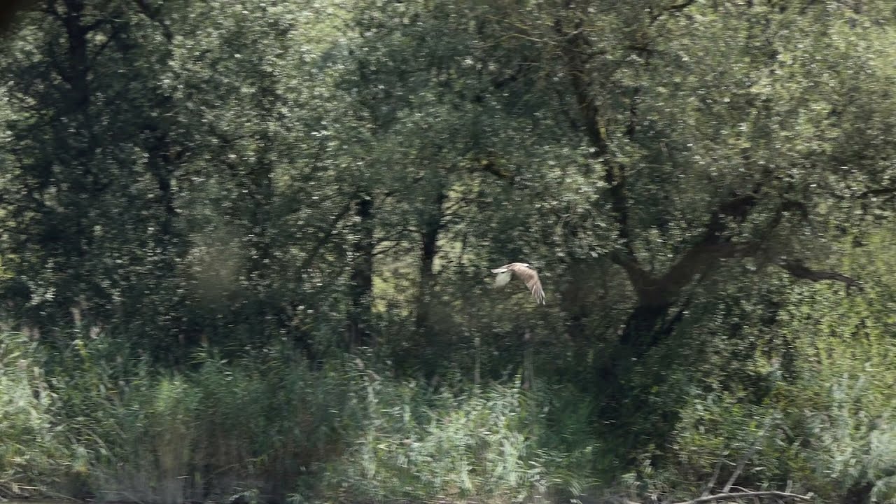 Projet Balbuzard / Swiss Osprey Project: Albi