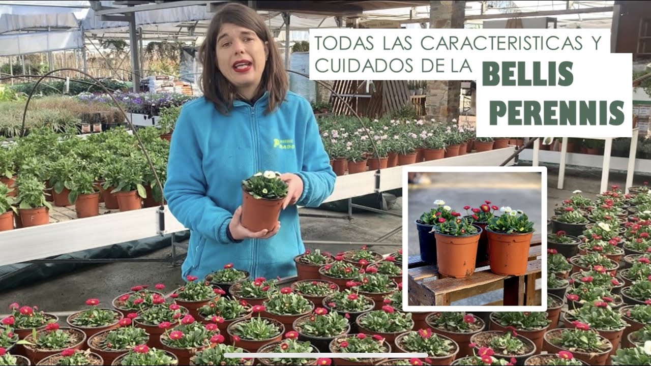 PRADOPLANT - Todo lo que necesitas saber sobre la BELLIS PERENNIS | Cuidados y características |