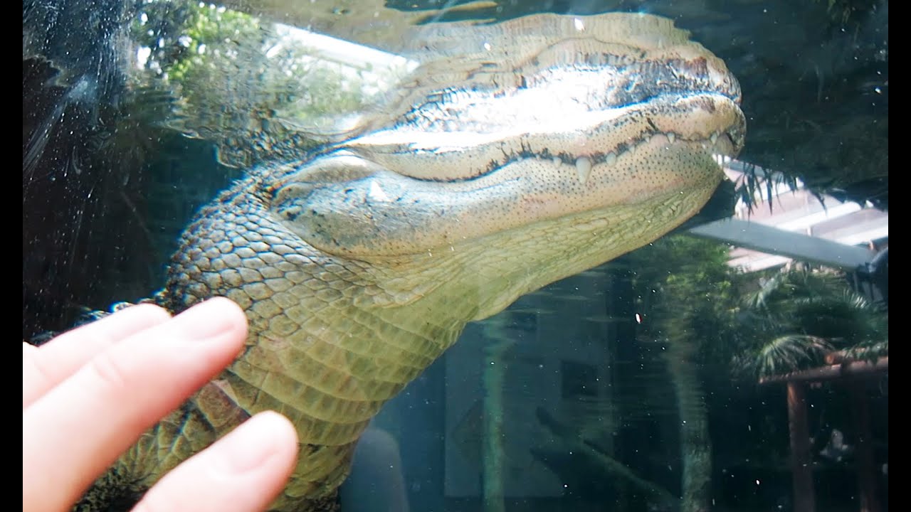 NATURE IS UNPREDICTABLE! (9-10-14) [257]