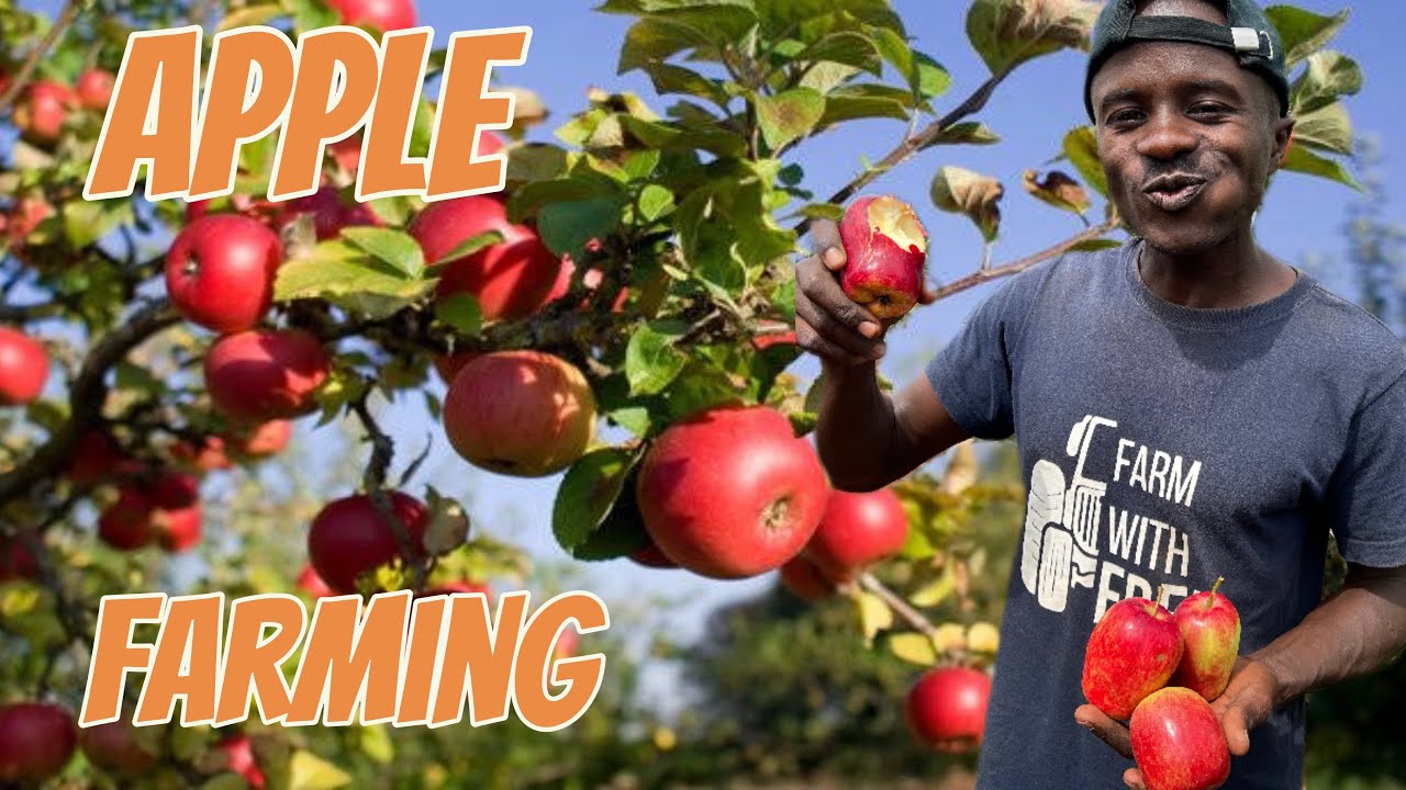 Shocking Apple Farming profits: you won’t believe it  #apple #garden