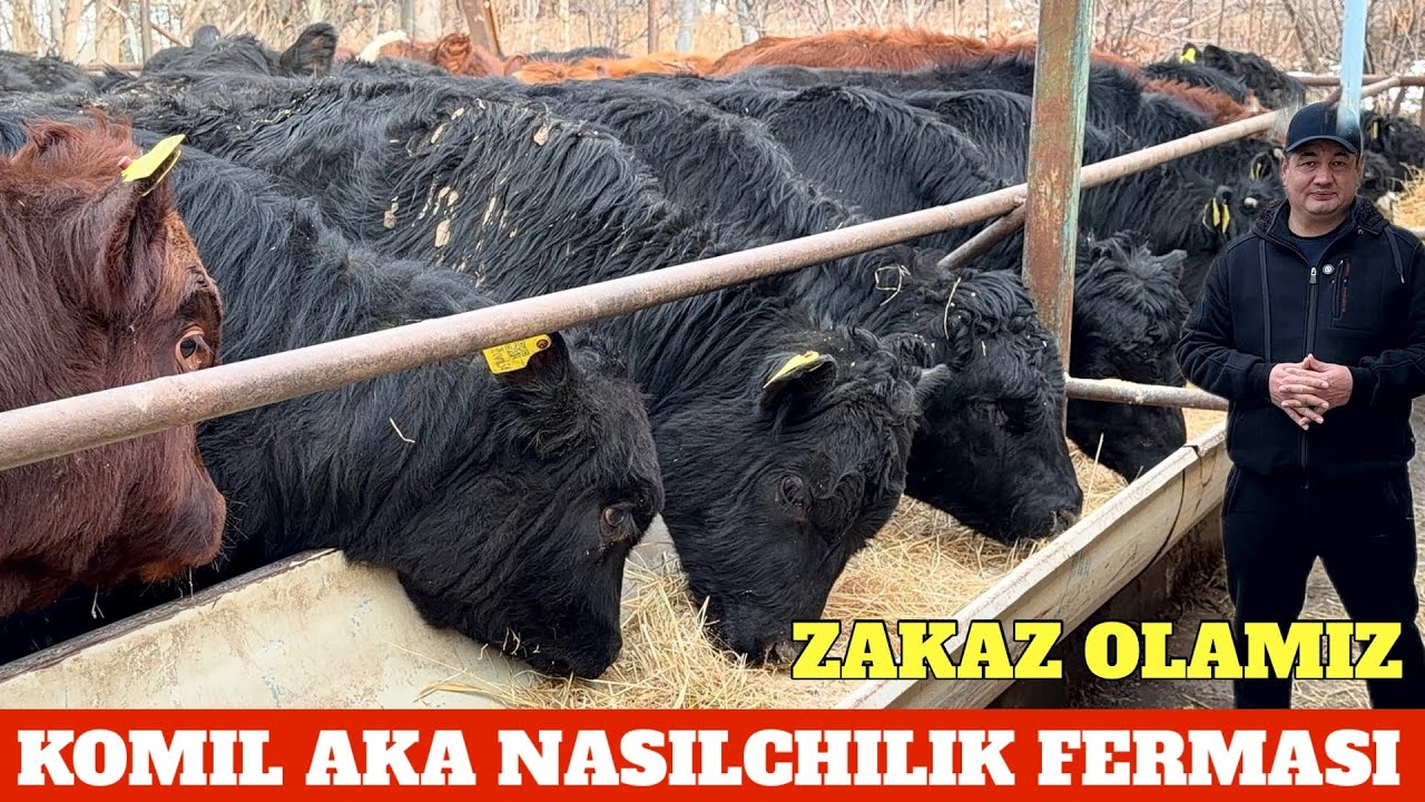 KOMIL AKA ABERDIN ANGUS BUQALARI SOTILADI YANGI PARTIYA KELDI