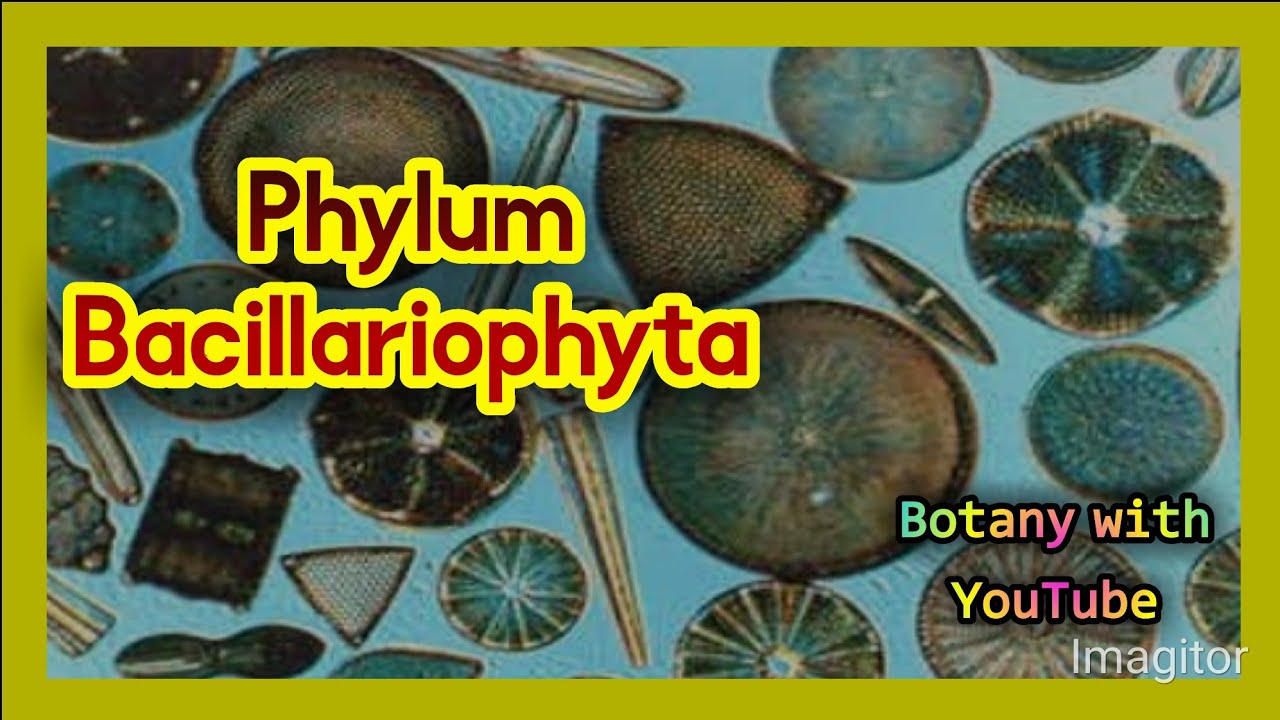 Phylum Bacillariophyta | Bacillariophyta | Phylum | Bacillariophaceae | Diatoms | #botanywithyoutube
