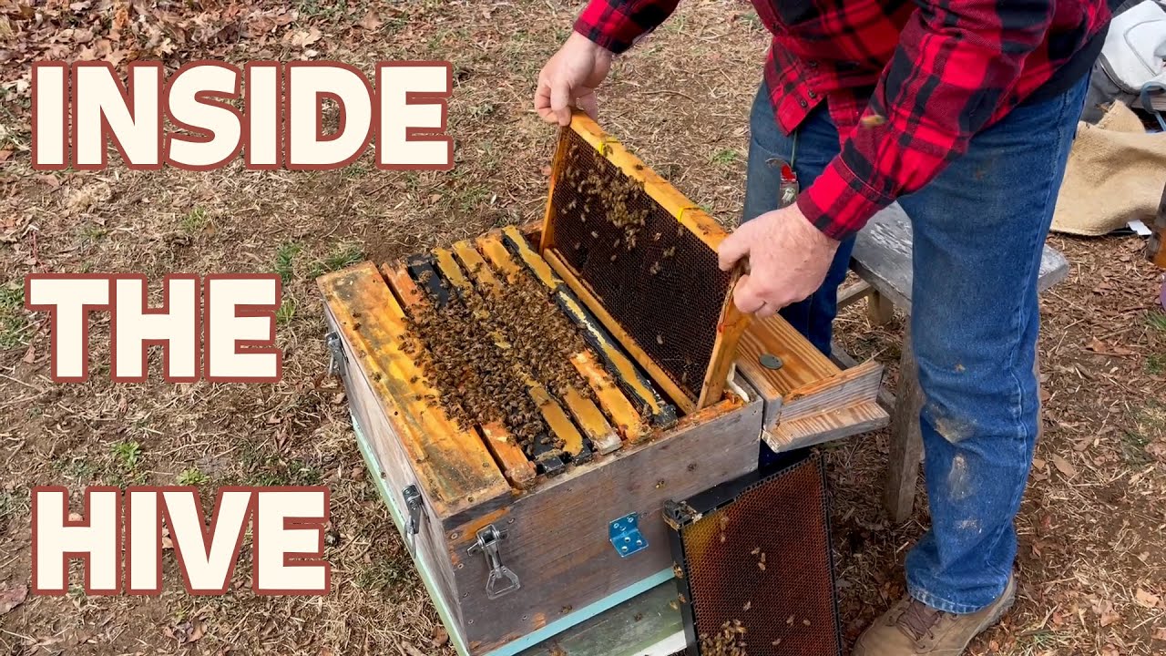 How To Move Bees Back Below The Queen Excluder For Spring