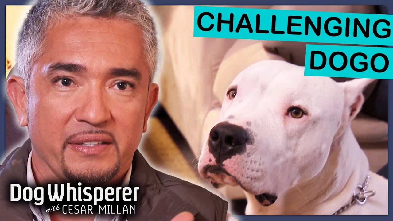 Intimidating Dogo Argentino Is Impossible To Restrain! | Dog Whisperer With Cesar Millan