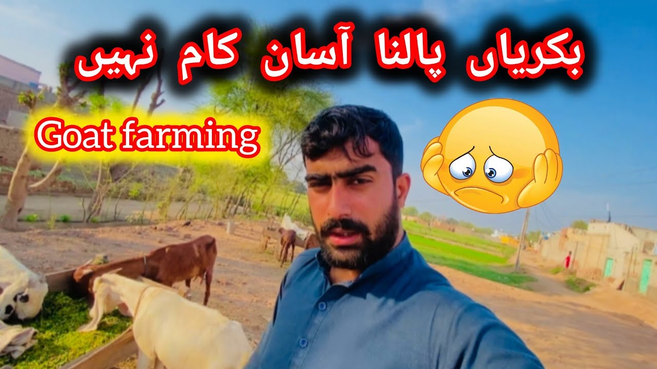 Goat farming karna aasan kam hai 😢گاؤں کی زندگی اور بکریوں کا فارم 🐐 | Village life 