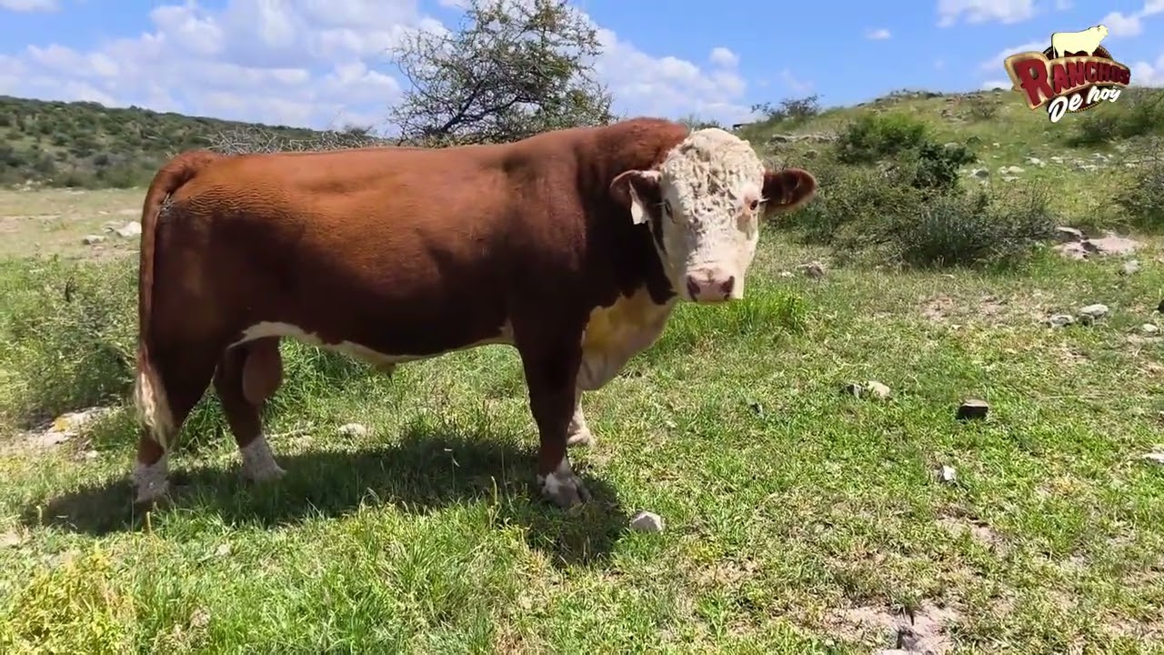Rancho Las Tinajitas Homero Ruiz con Polo Rocha y Ranchos de Hoy tv| Raza Hereford|Chihuahua