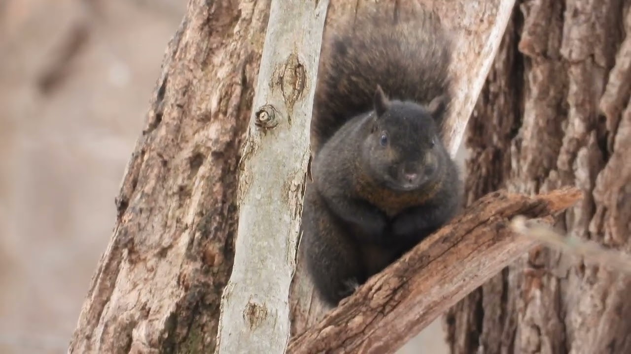 Incredible Squirrel 🐿️ Close-Up in 4K  | Ultra Zoom Nature Footage
