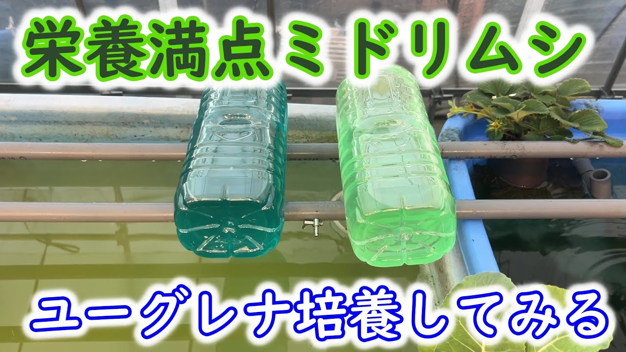 【めだか】ミドリムシの培養に挑戦してみた。上手くいくといいのですが・・・。Ｂ型おやじ