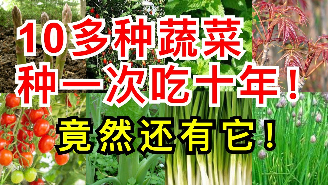 最值得种的多年生蔬菜 我家後院種一次吃十年的10多种蔬菜 懒人种菜年年采收好打理 Top 10 Perennial Vegetables To Plant and Harvest for Years