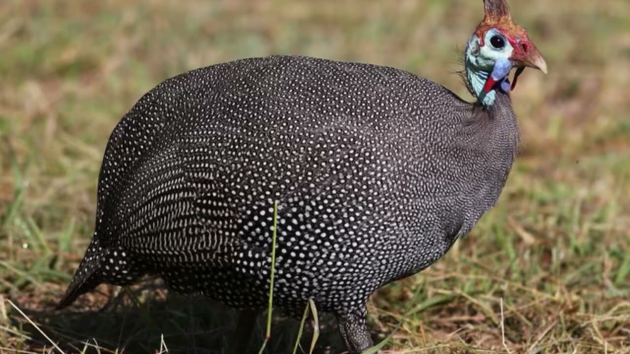 Cantos de gallina de guinea macho líder llamado la manada (#4)