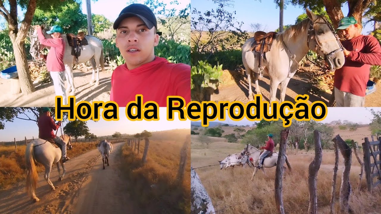 QUEM VIVE DA ROÇA ENTENDE: INDO BUSCAR A NOVILHA AMOJADA.