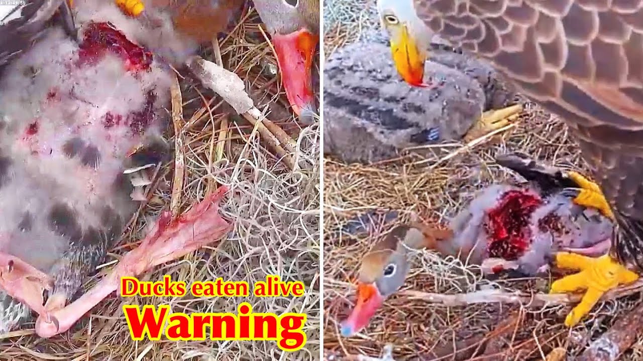 #228🦅E26🐥31°／SWFL Bald Eagle Nest 2025-2026／F23💗M15／Powerd by Southwest Florida Eagle Cam