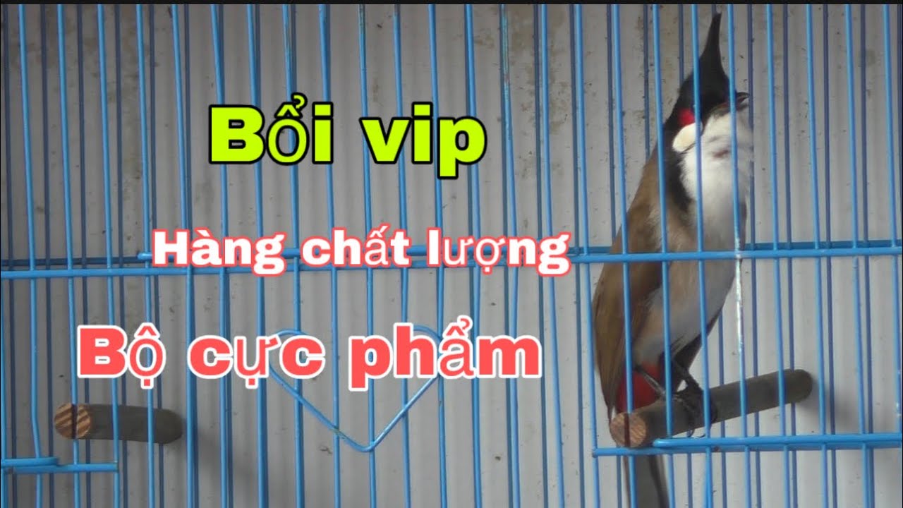 BỔI VIP HÀNG CHẤT LƯỢNG – BỘ CỰC PHẨM | CHIM ĐẸP GIÀ RỪNG CHO AE GỘT CHIẾN BINH TƯƠNG LAI