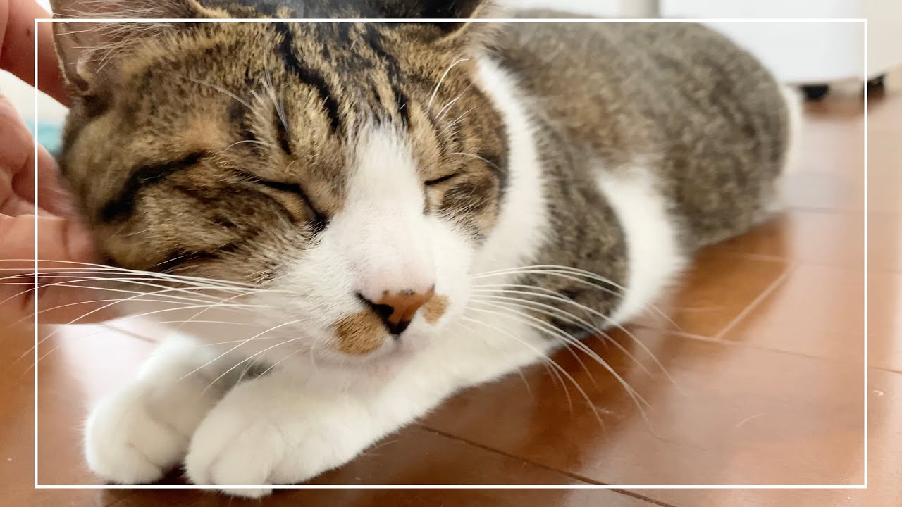 撫で撫でに夢中の猫の顔に違和感あると思ったらアレが短くなってました【4K猫動画】