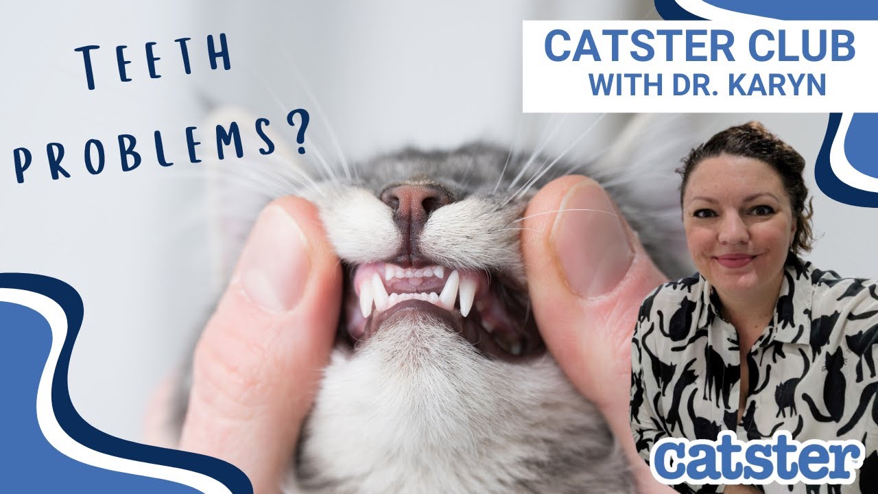 How to look for cat teeth problems!