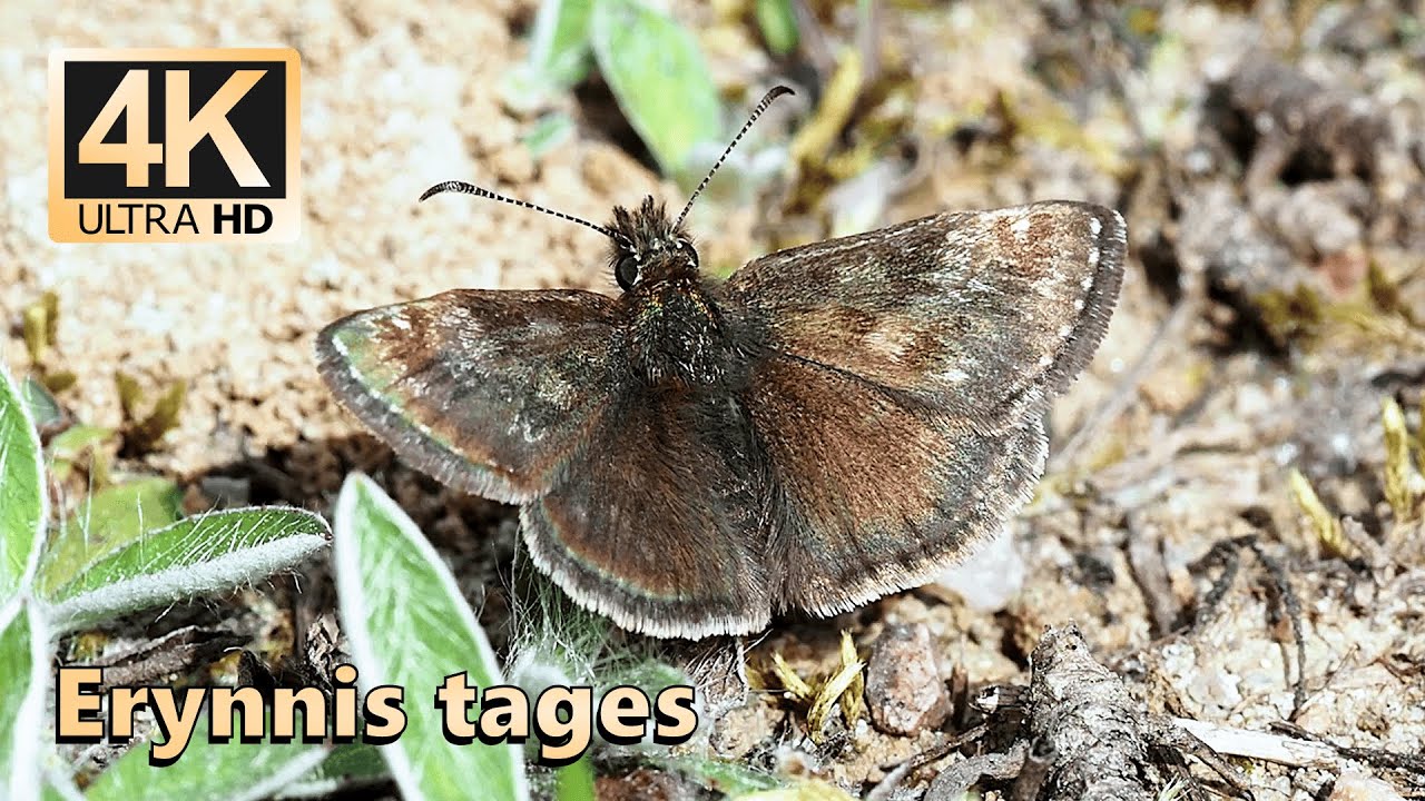 Dingy skipper (Erynnis tages)