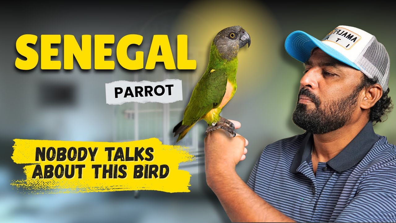Senegal Parrot Review | Pros & Cons & Reality Check | #SenegalParrot #ShaikhTanveer 