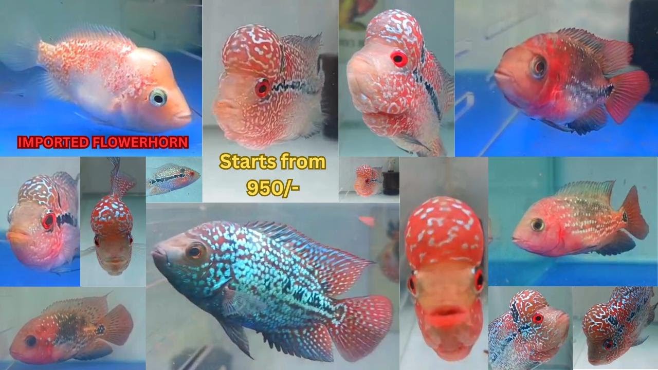 IMPORTED FLOWERHORN IN CHENNAI / KAMFA, GOLDEN BASE FLOWERHORN, SRD / ROYAL AQUATICS INDIA / தமிழ்