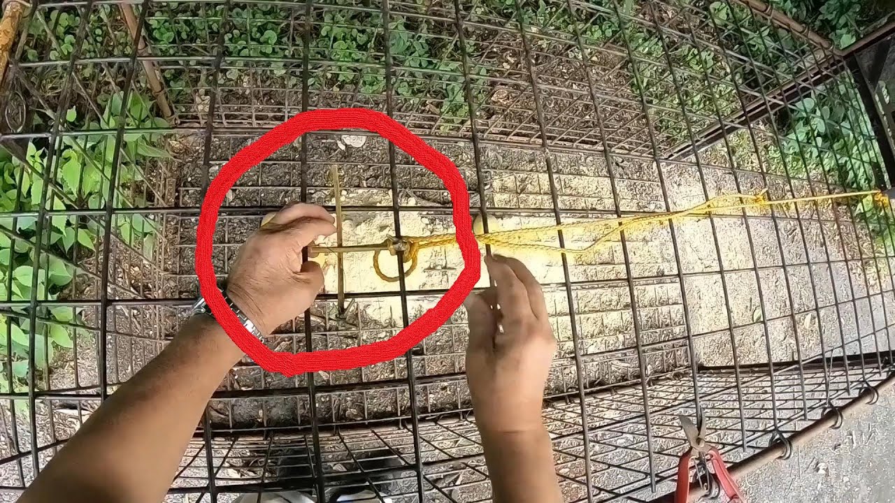 #99【箱罠】【有害駆除】初心者向け箱罠捕獲手順．トリガー