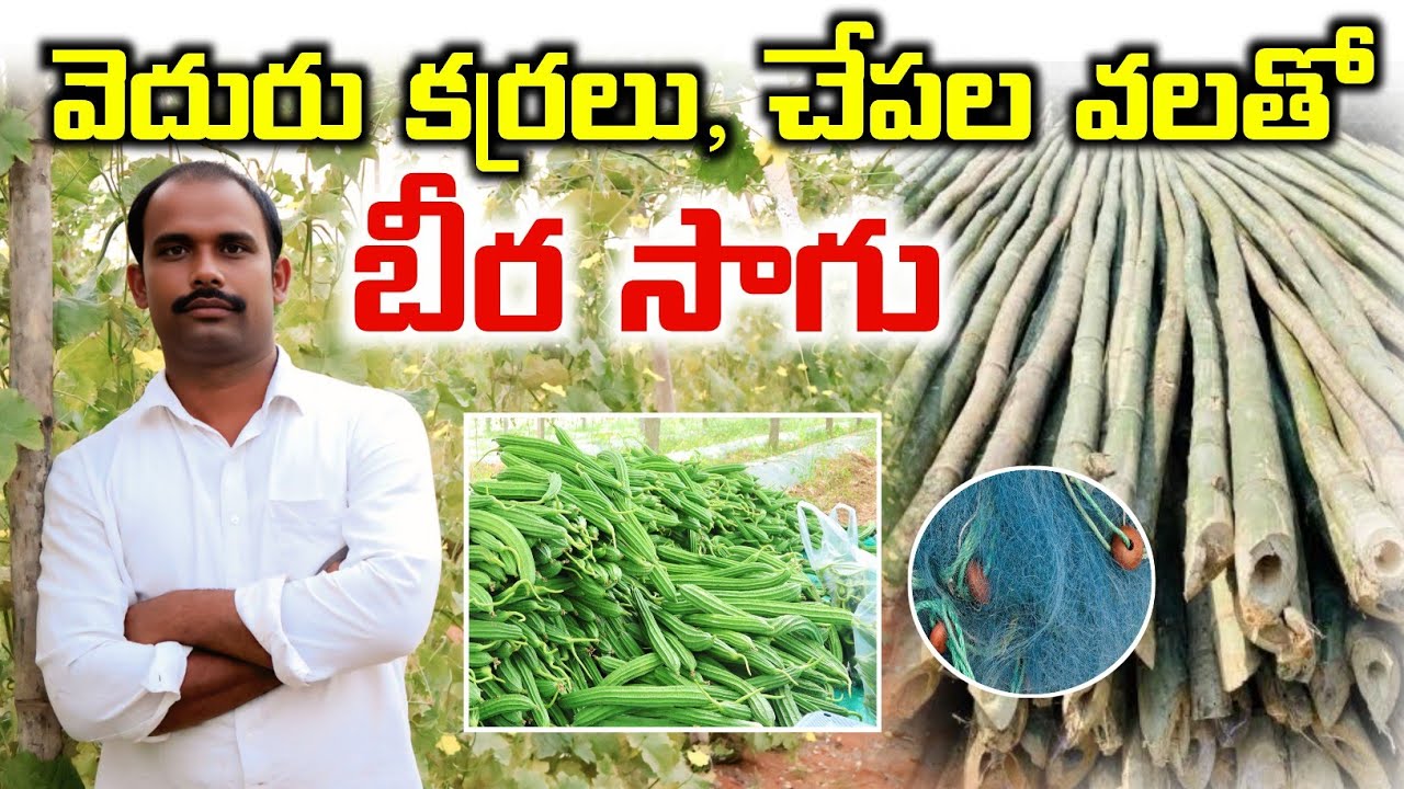 వెదురు కర్రలు, చేపల వలతో బీర సాగు | Low Cost Ridgegourd Farming | Shiva Agri Clinic