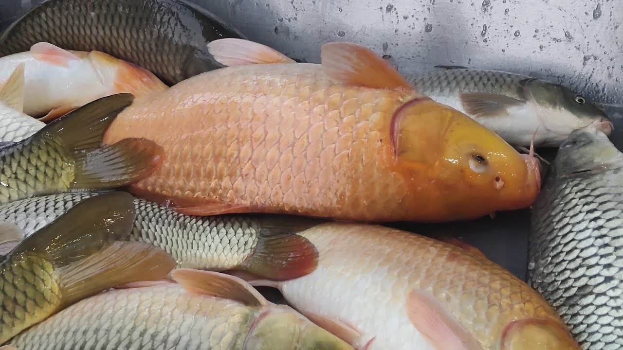 Wholesale fish market !! Dhaka Bangladesh!! 