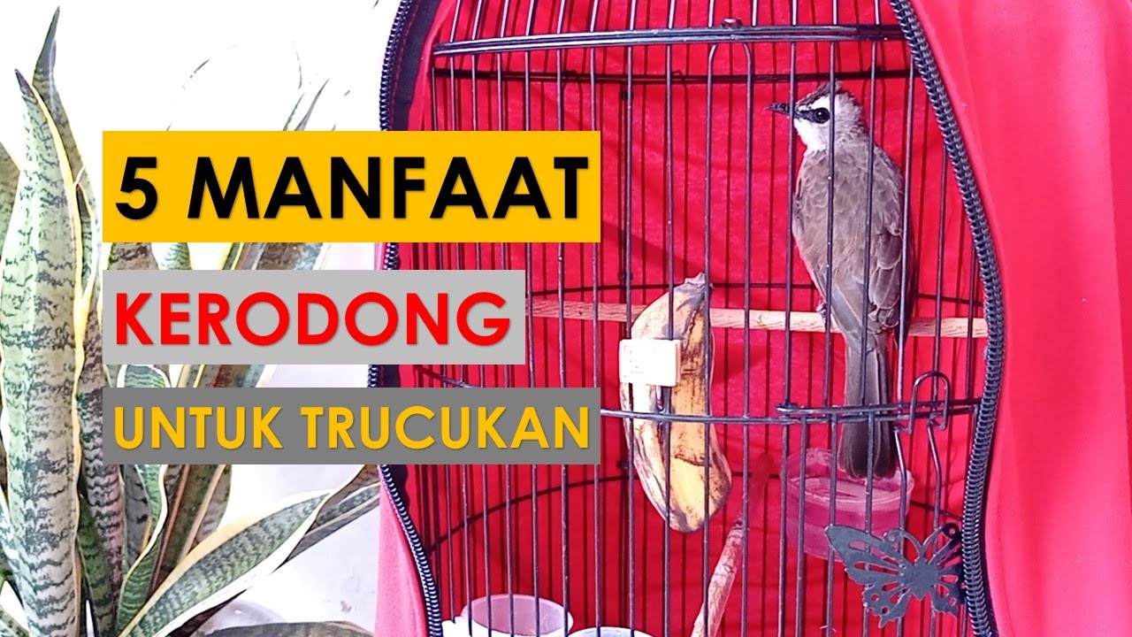 5 Manfaat Kerodong Untuk Burung Trucukan, Pemula Wajib Tahu!