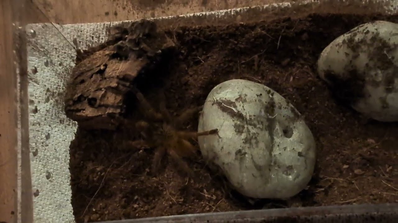OBT Re - Rehouse