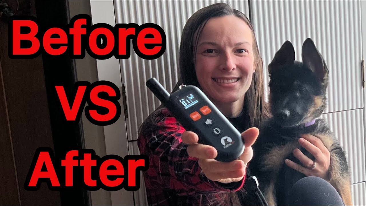 Should you get this No Shock Dog Training Collar?