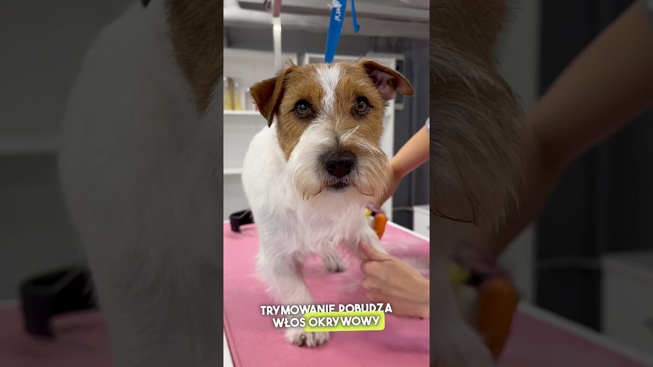 Trymowanie Jack Russel Terrier w profesjonalnym salonie groomerskim w Krakowie