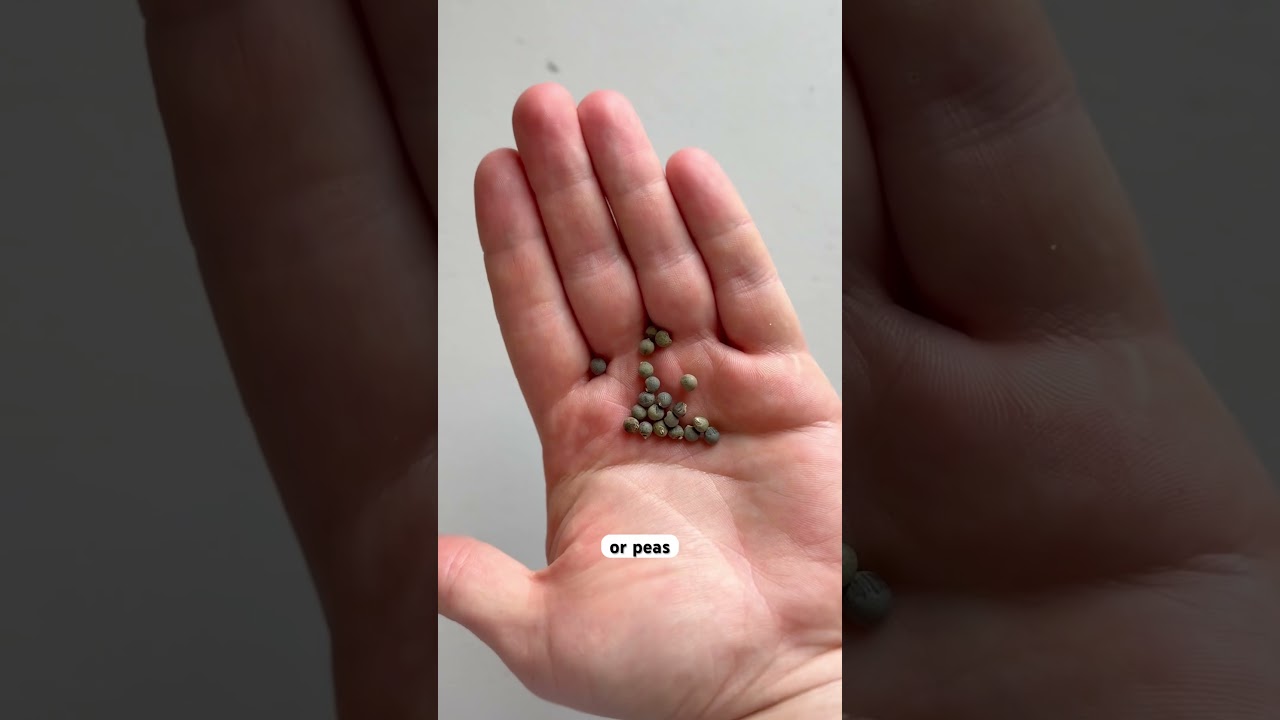 Seed Soaking and Heat Mats