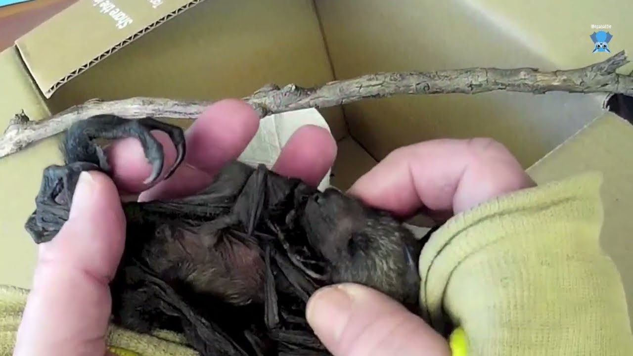 Rescuing a baby flying-fox on Christmas Eve;  this is Mistletoe