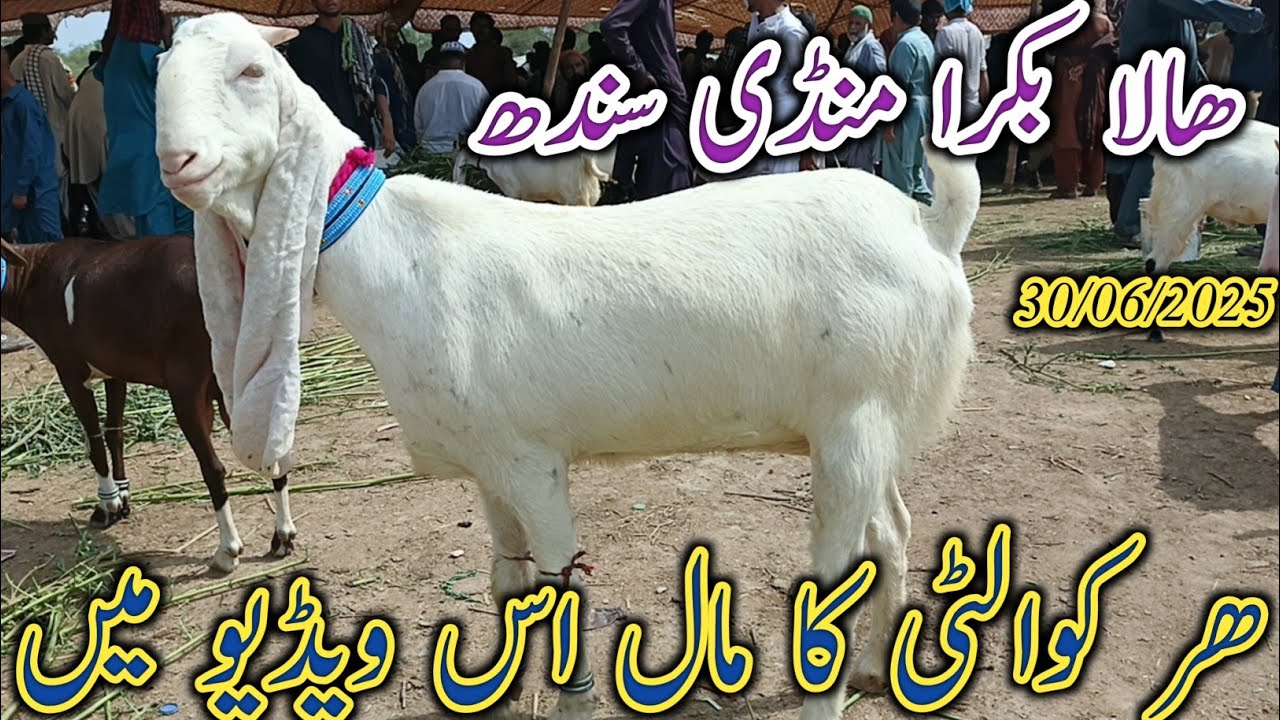 Hala Bakra Mandi | Latest update Today | date 30/06/2025