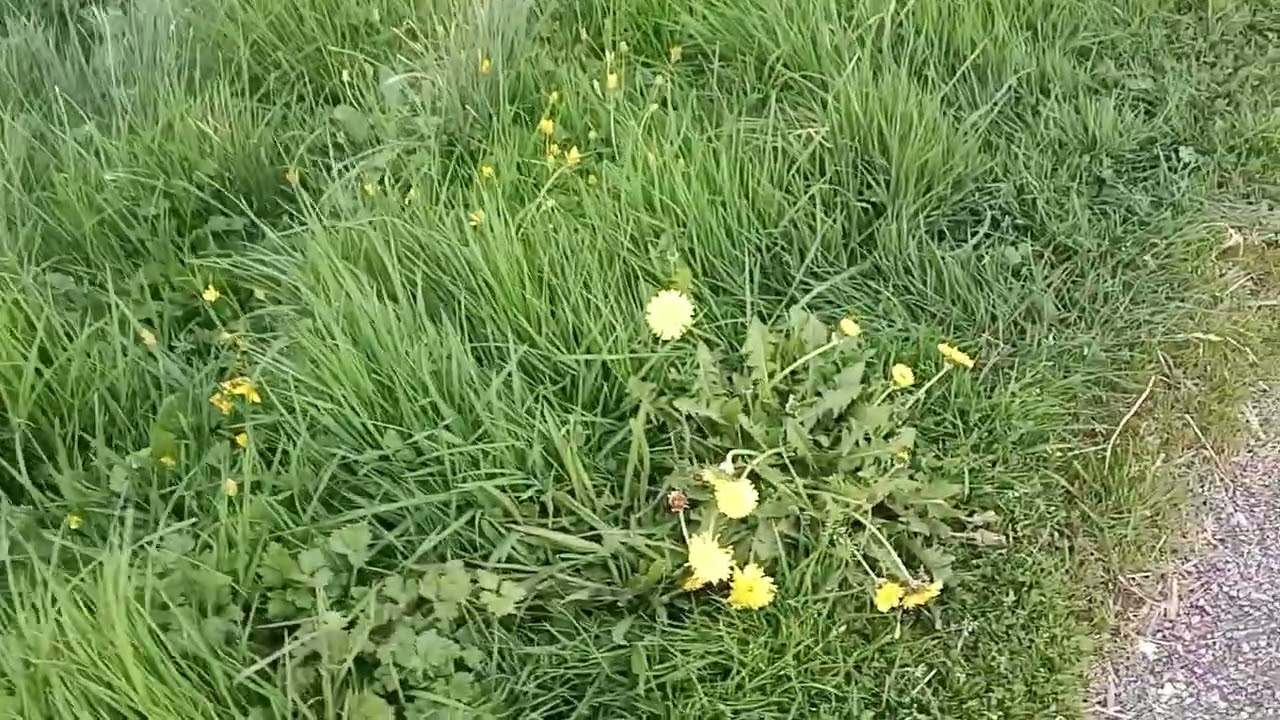 Франция, один из наших вечеров 🏡🐕🫶