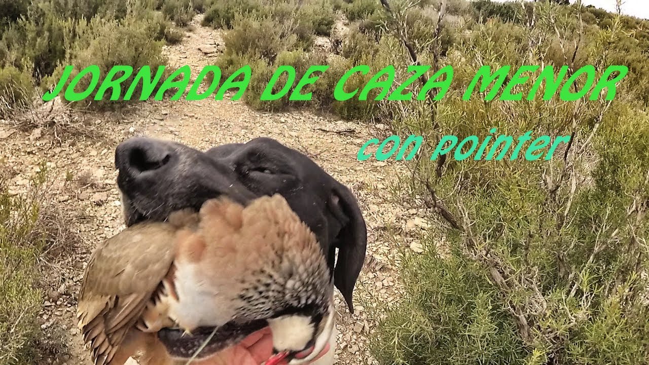 Perdices con pointer- Jornadas de caza menor 18-19 #2