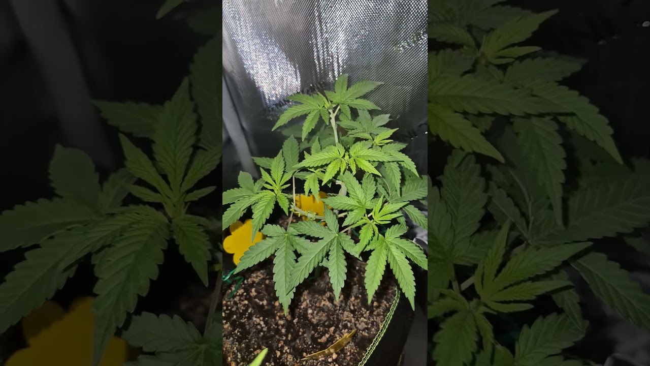 AnimalZookies by AdvancedSeeds and Hulkberry Auto by Royal Queen Seeds, only 1 week apart #gardening