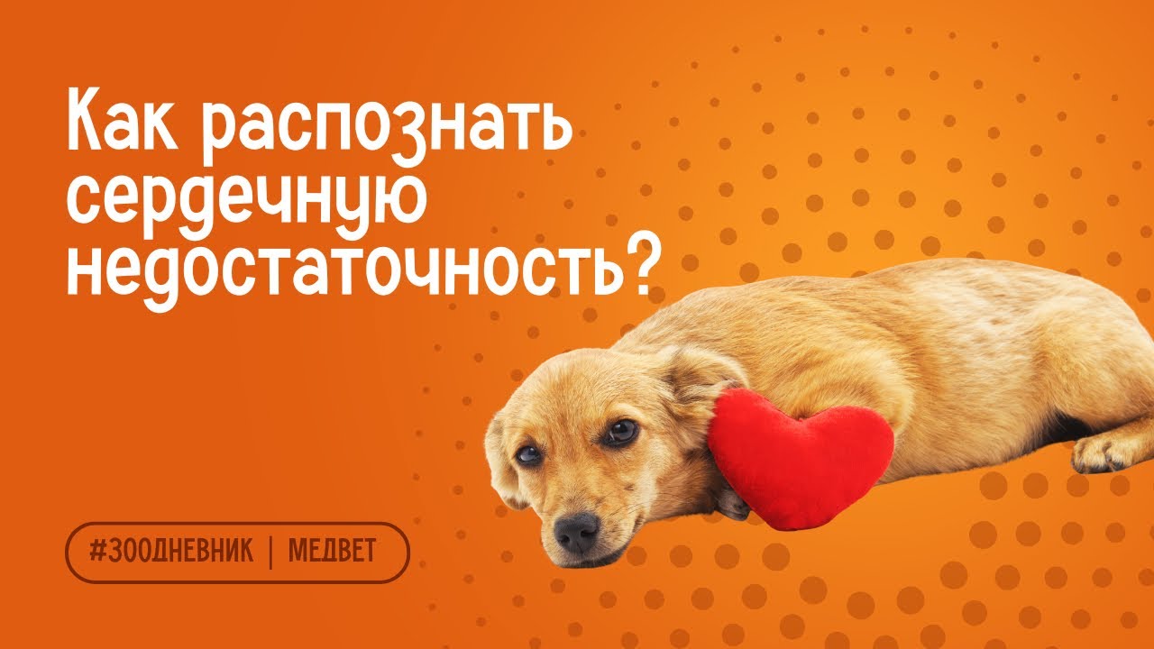 Сердечная недостаточность у собаки и кошки — КАК распознать вовремя?