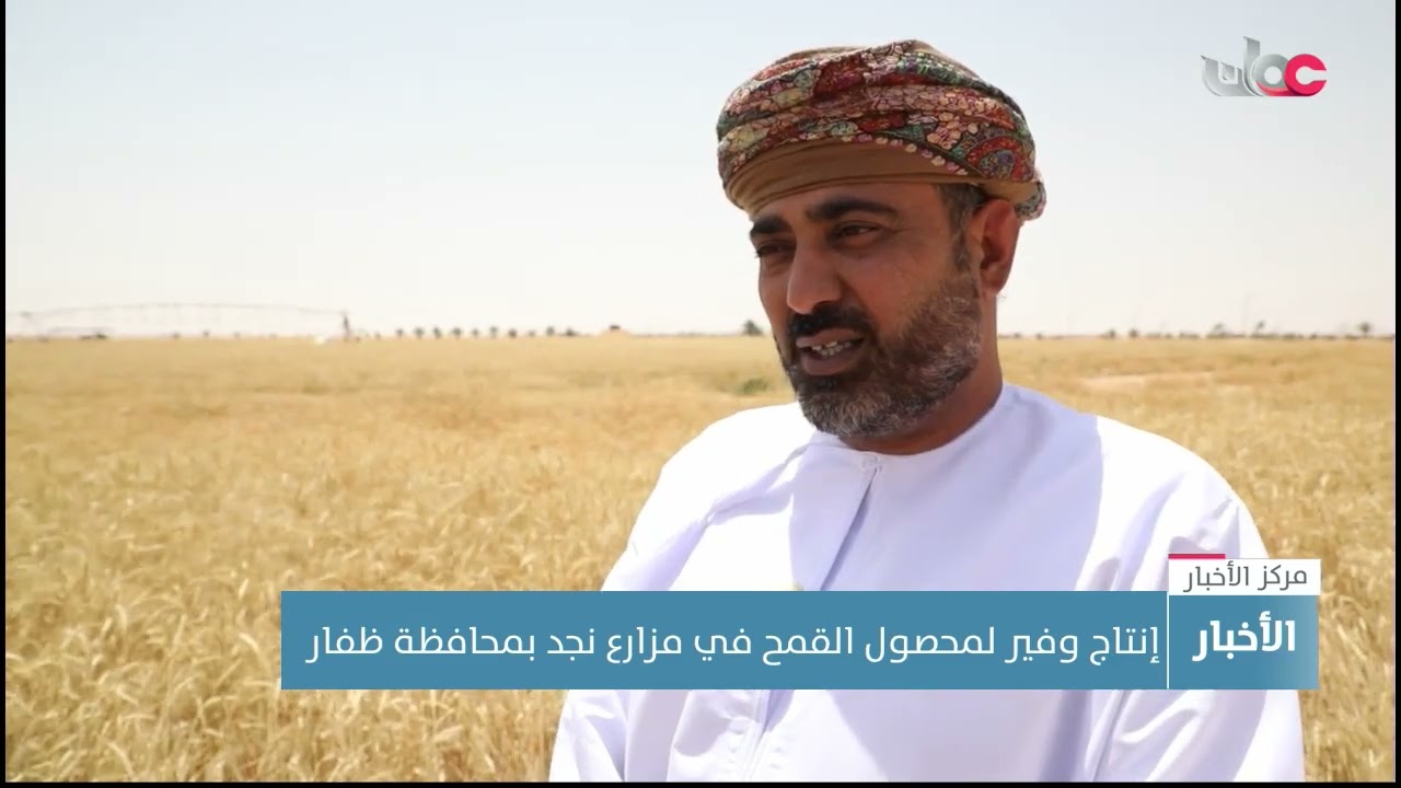 إنتاج وفير من محصول القمح في مزارع نجد بمحافظة ظفار