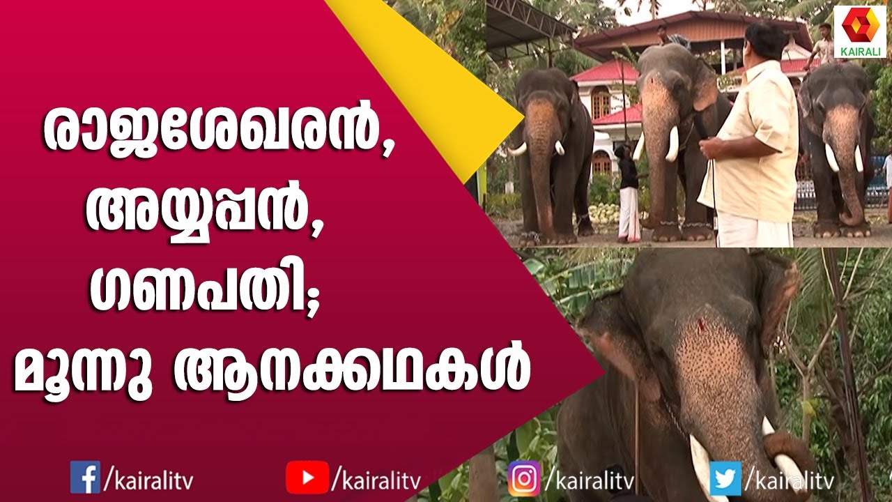 മൂന്നു സ്വഭാവഗുണങ്ങളോടെ ഒരു വീട്ടിൽ വളർന്ന മൂന്നു ആന | Elephant Stories Kerala