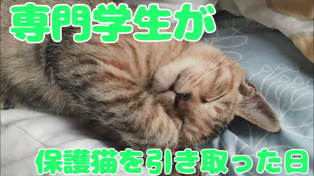 保護猫を引き取った日の事