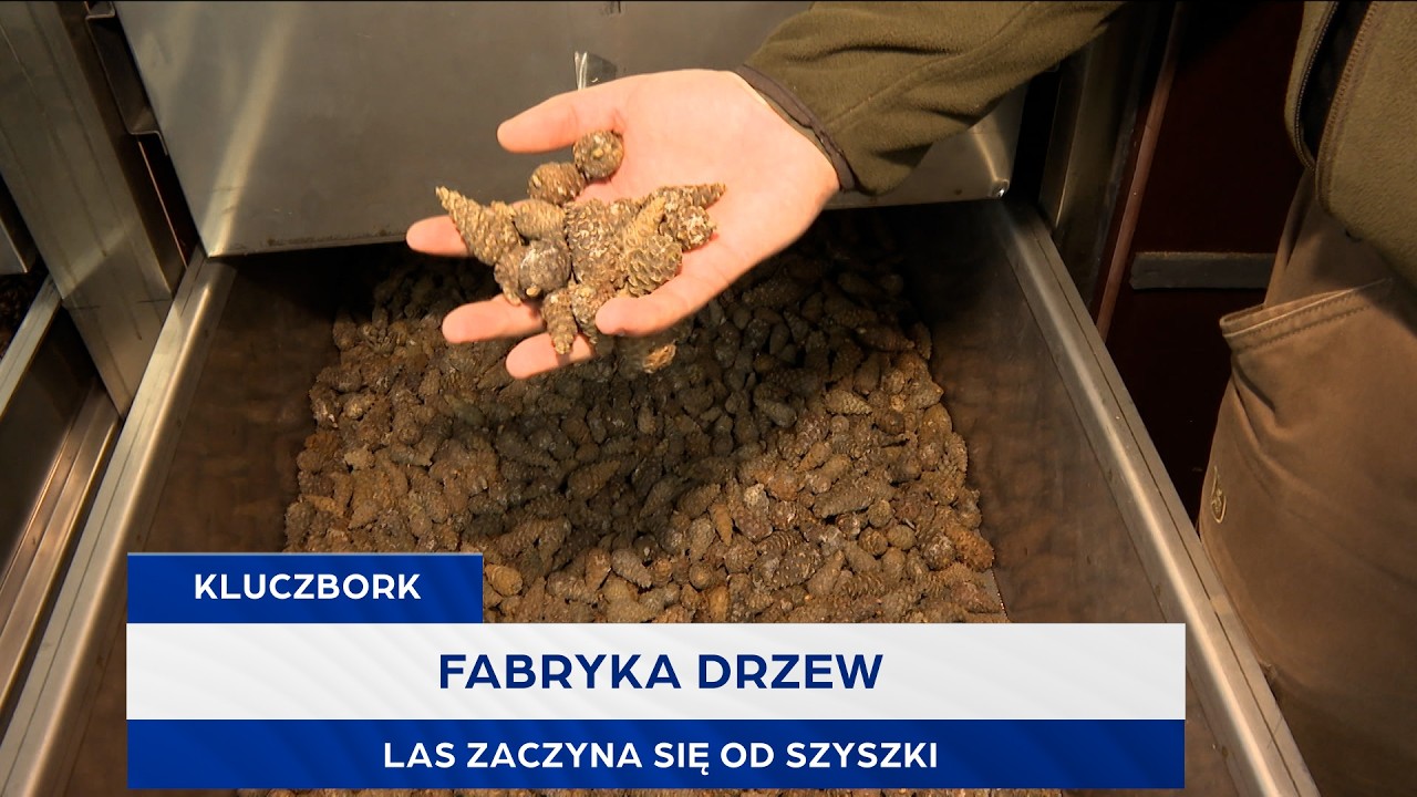 Fabryka drzew. Las zaczyna się od szyszki