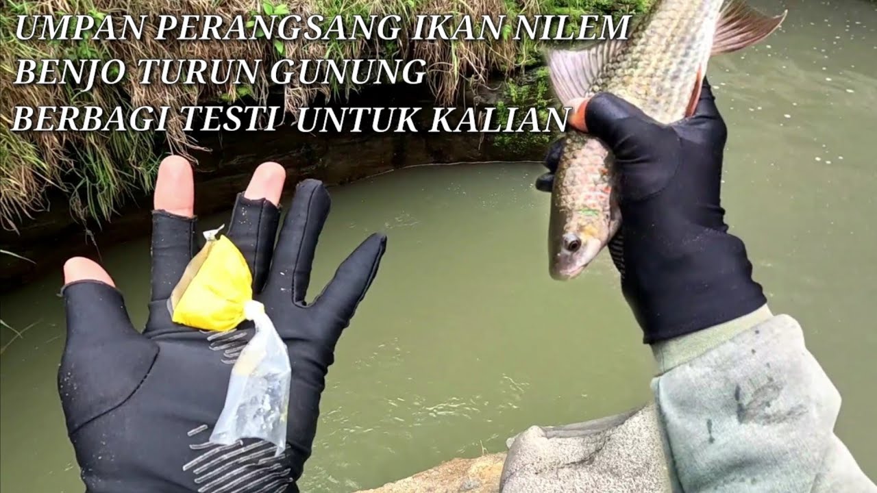 UMPAN BARU BENJO MEMBUAHKAN HASIL NILEM BABON BABON //MANCING NILEM UMPAN ROTI JITU