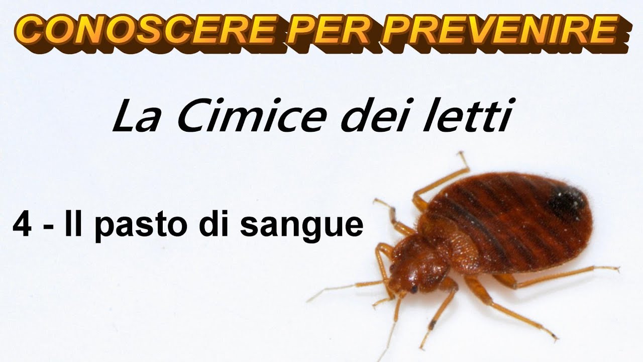 La Cimice dei letti: 4 - Il pasto di sangue