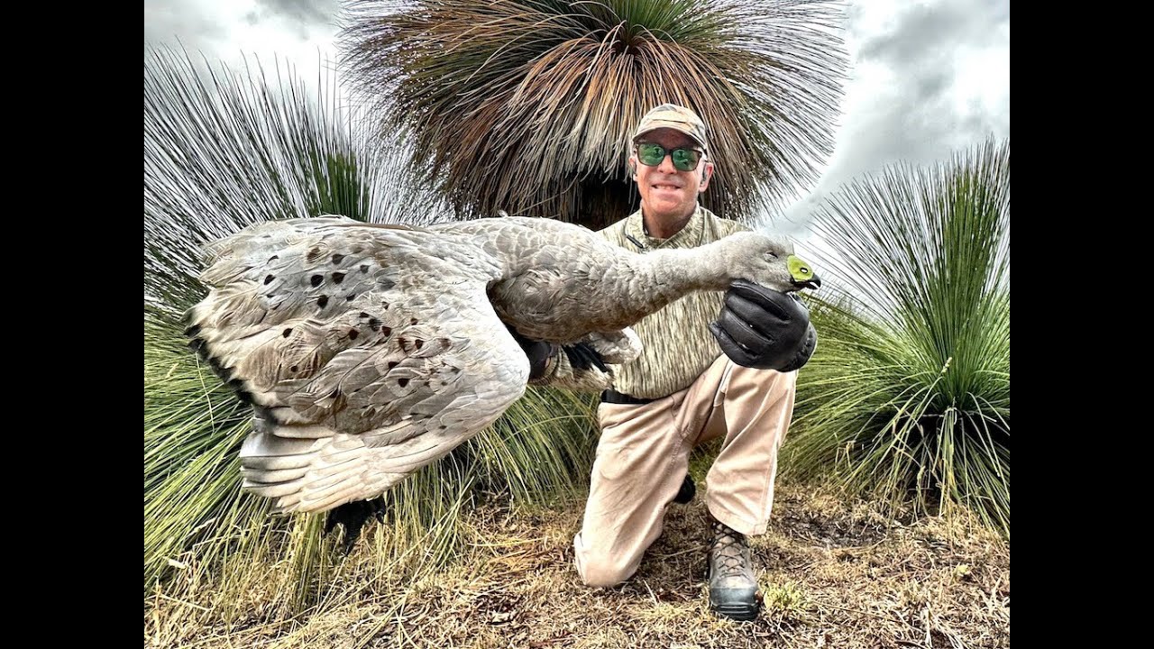 Cape Barren Goose Species Description