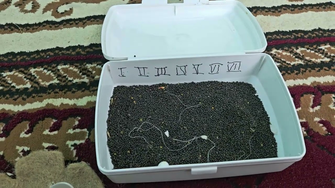 Канарейки- Важно знать начинающим. О подкладных муляжах яиц.