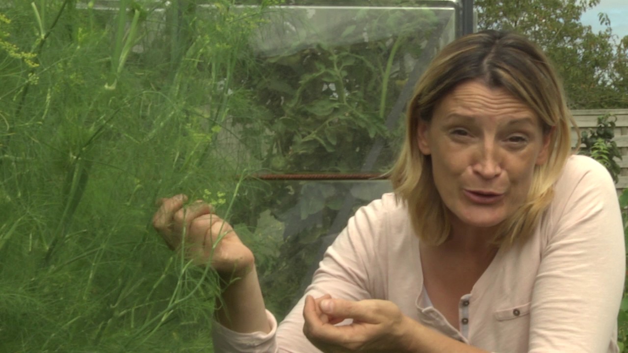 Villaverde - Lutter contre les pucerons