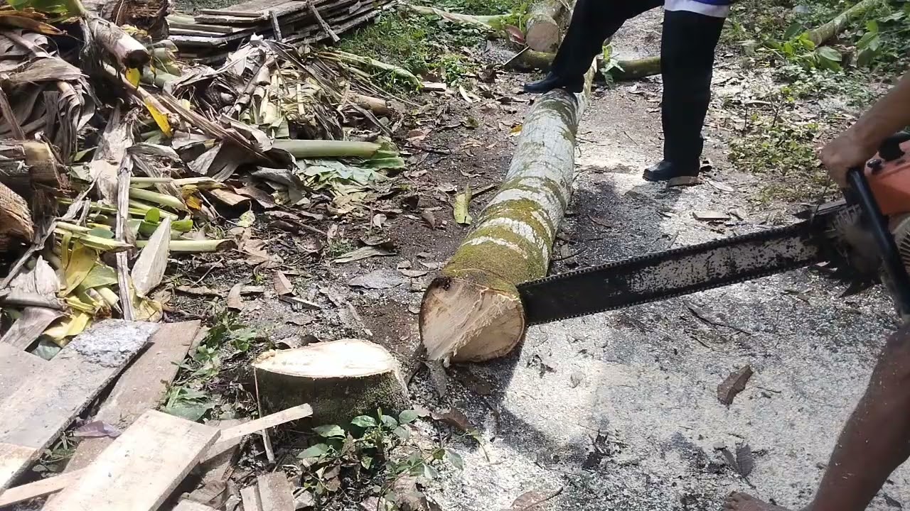Oparator seinsaw tebang pohon asem presis di sebelah rumah di kalisat mandiraja banjarnegara