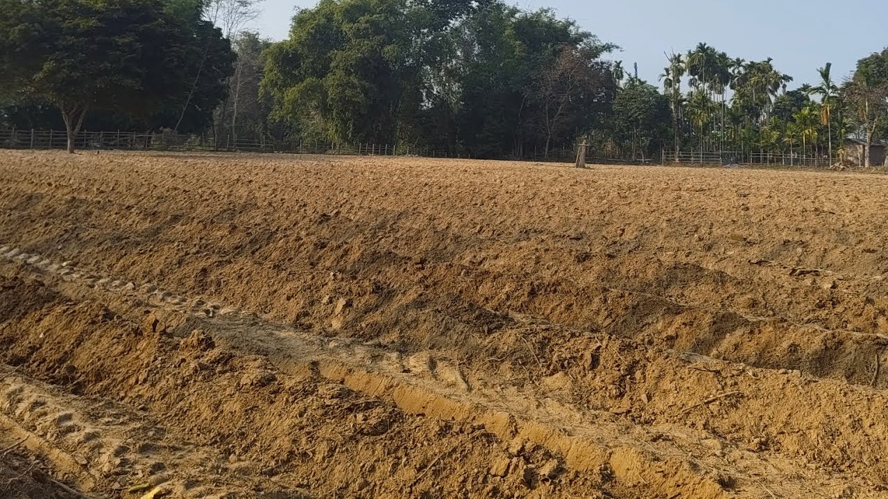 Agroforestry Garden.     #agroforestrygarden #farming #planting #homegarden #youtube #viralyoutube