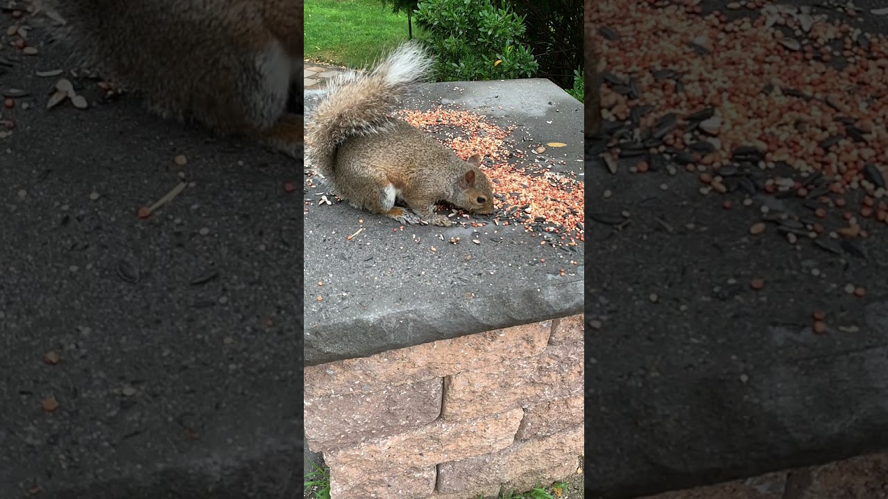 Birds chirping sound with squirrel eating food