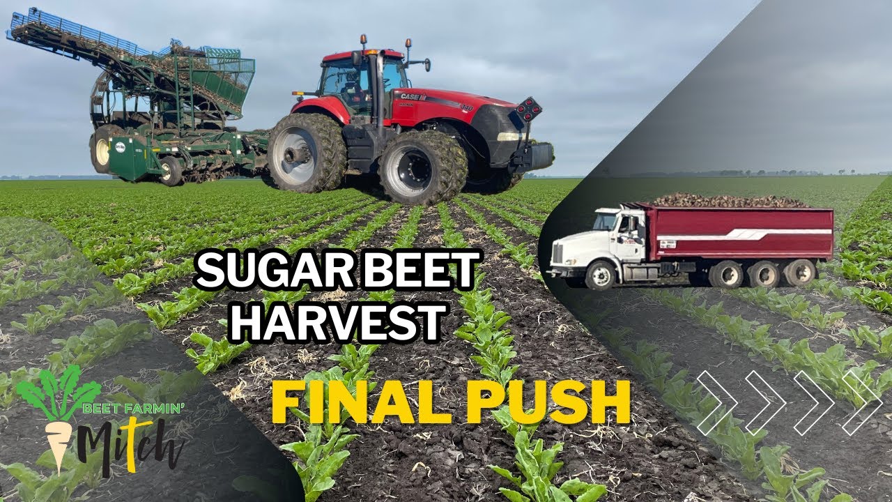 The End of Sugar Beet Harvest