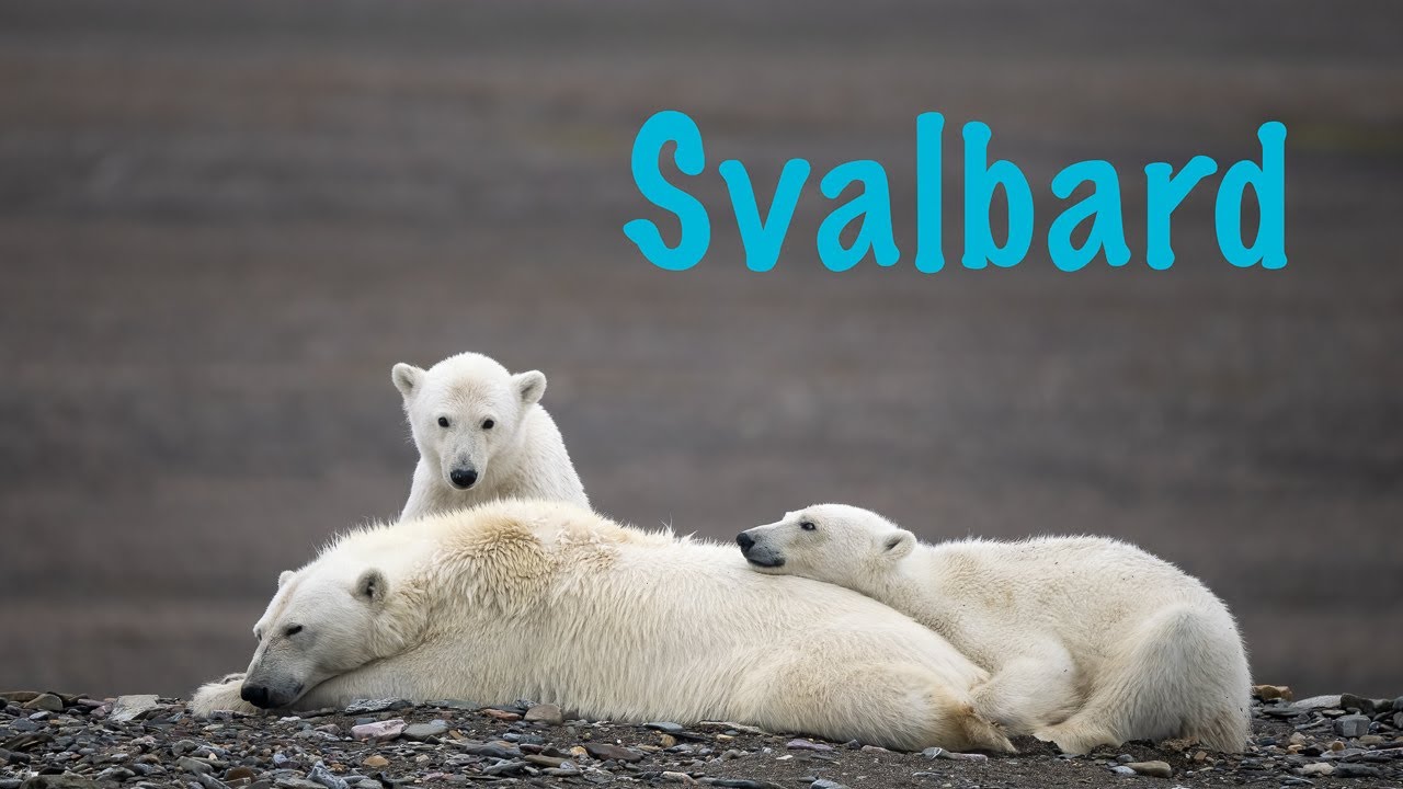 Isbjörnar och glaciärer på Svalbard